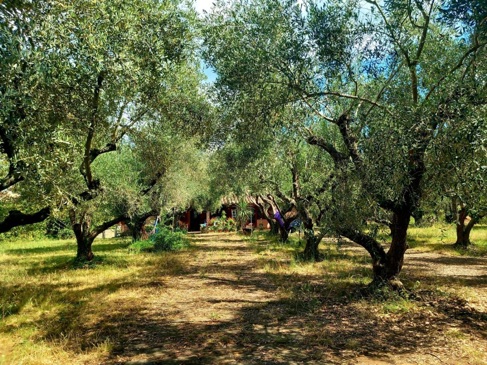 All'Ombra Degli Olivi Pisciarelli ภายนอก รูปภาพ
