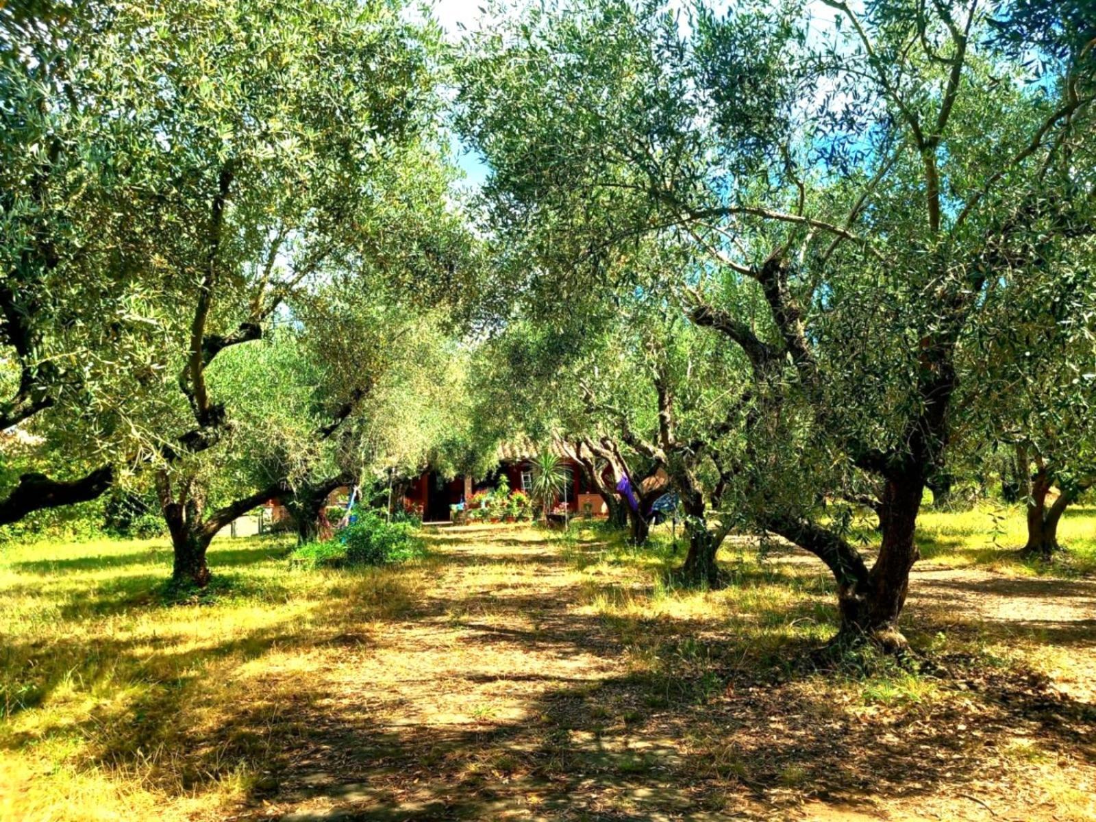 All'Ombra Degli Olivi Pisciarelli ภายนอก รูปภาพ