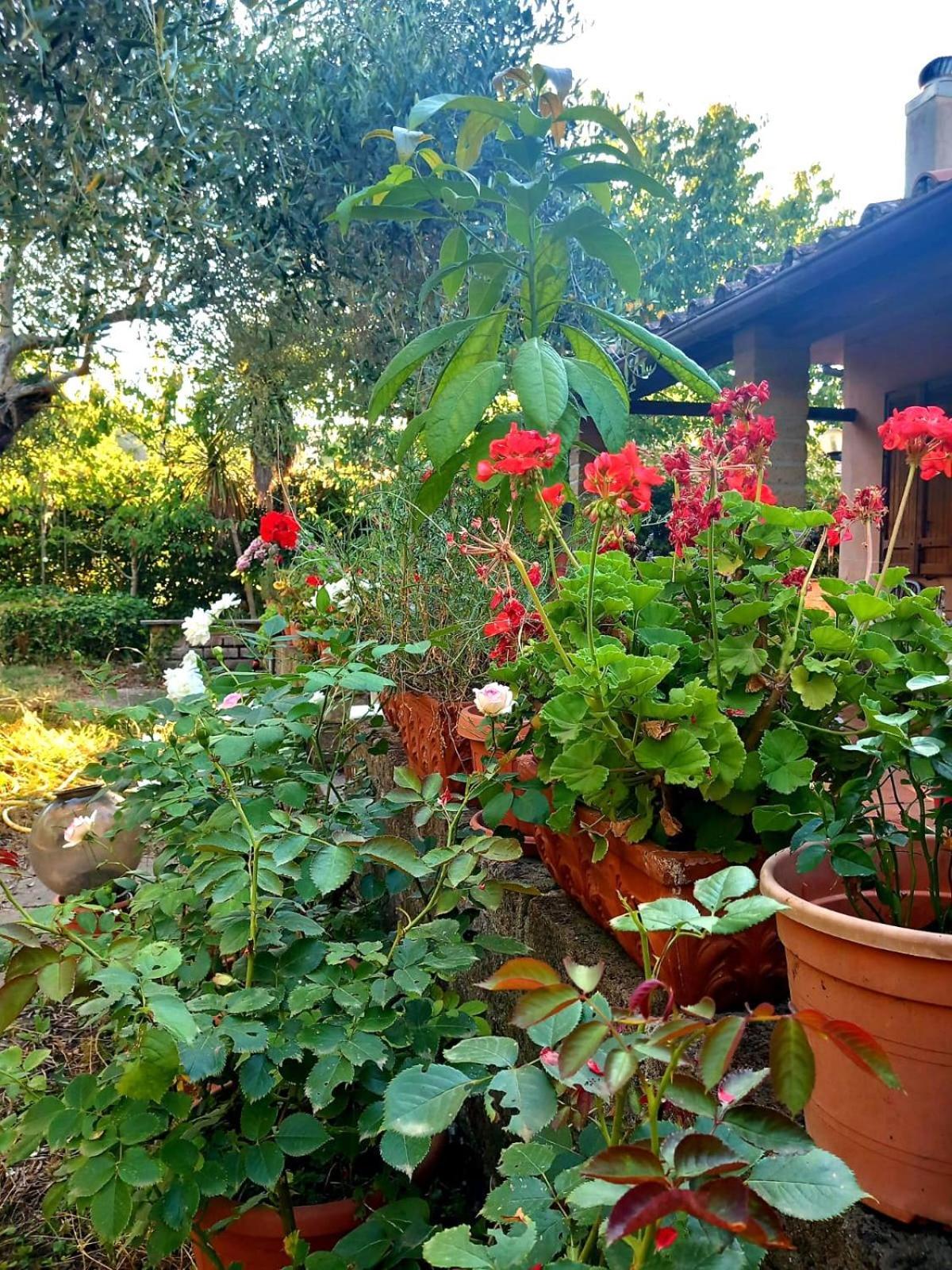 All'Ombra Degli Olivi Pisciarelli ภายนอก รูปภาพ